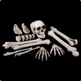 Skelettknochen 12-tlg. 40 cm